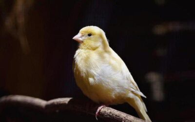 Unikalna wystawa Ptaki i Kanarki do zwiedzenia w tym tygodniu