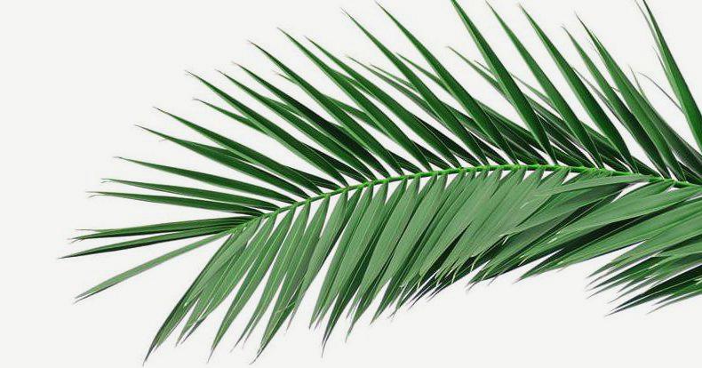 święcenie palm w niedzielę palmową